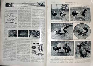 Page 216 to 217 August 8th 1931